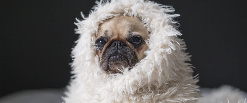 6 Influencer Marketing Platforms for Partnering with Internet Famous Creators