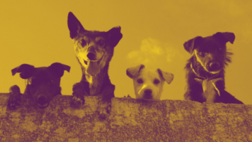 2020 Ad Trends: How Pet Advertisers Market During Quarantine