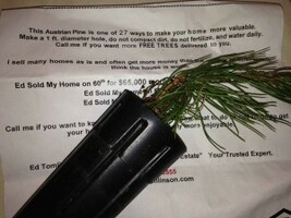 This free pine tree reminded me of 2 key marketing trends