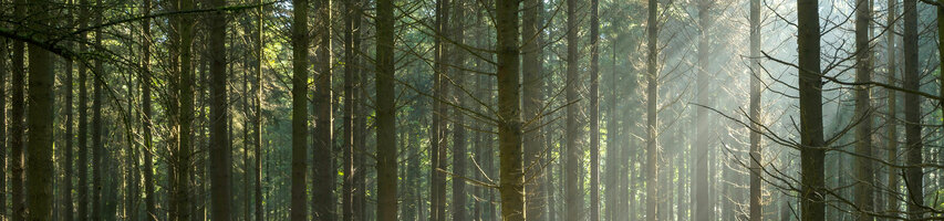 How to Do Proper Tree-Shaking in Webpack 2