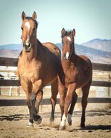 Colorado Horse Rescue saves time, resources, and horses using Lexio