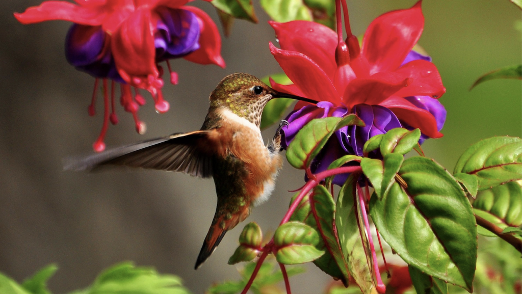 New Engine + Comments On Manual Adjustments + More: June 2020 Product Update