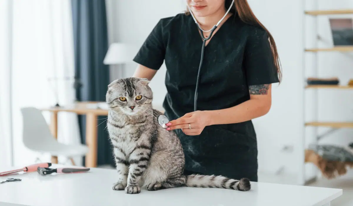 10 Best Veterinarian Phone Systems