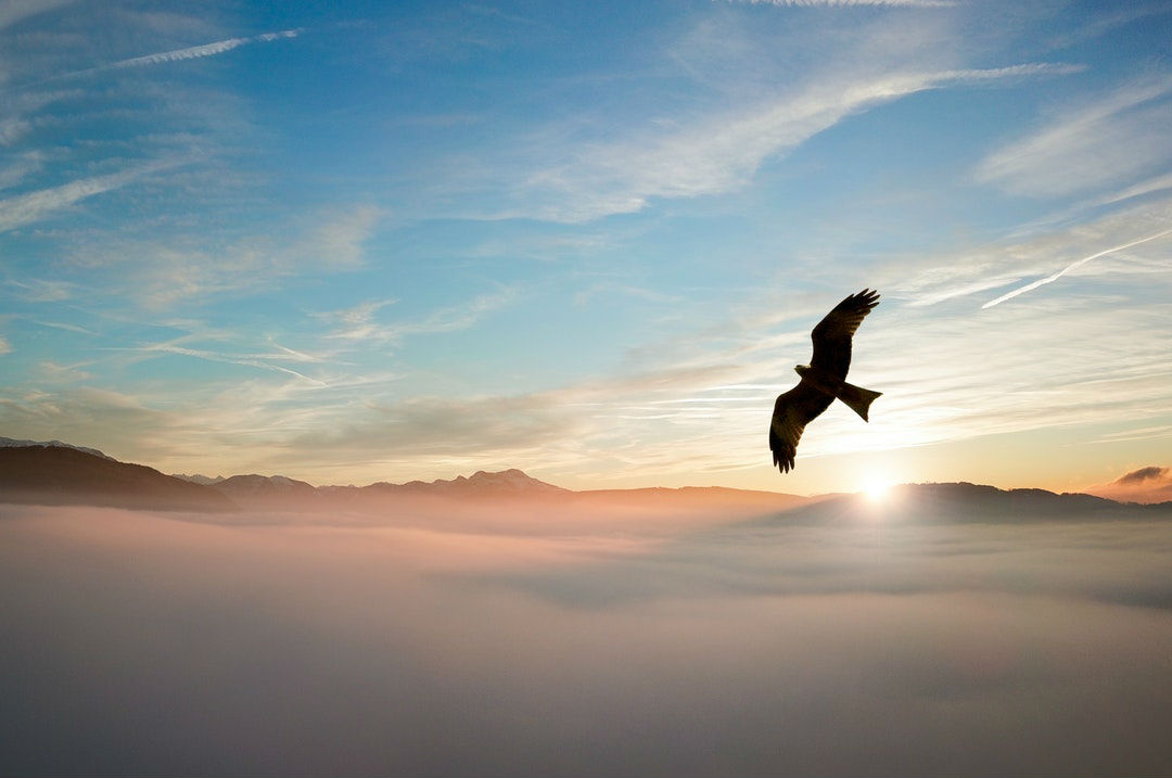 I Know Why You're Failing... Stop It!