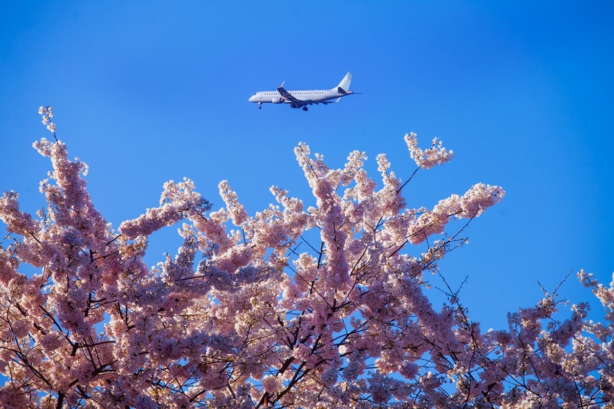 Put a Cherry (Blossom) on Top of Your Event in Seattle Southside