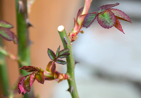 Why to Prune Your Email Lists - and How to Do It