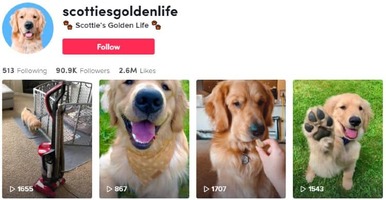 How to Make My Dog an Influencer: Guide on Finding Sponsors for Your Dog