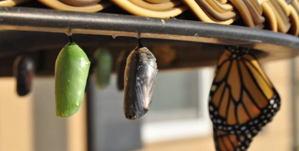 5 Proven Strategies for Fostering a Growth mindset in Your Team