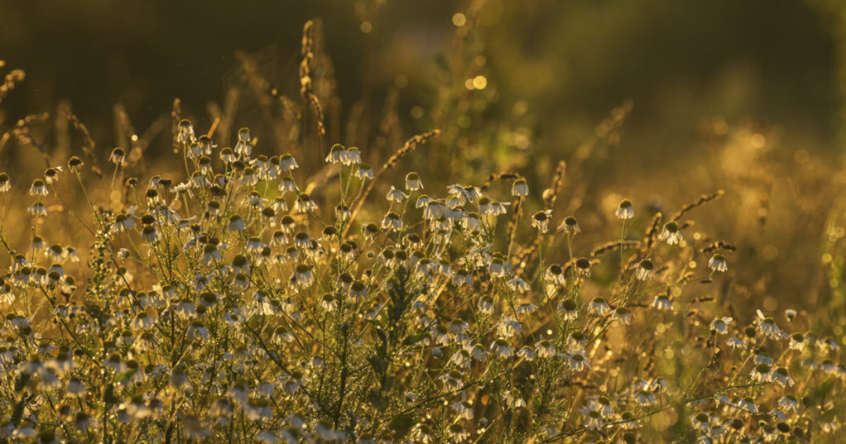 Prospect Like a Gold-Seeker + 4 More Tips for Optimizing Your...