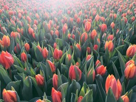 60 Spring-Themed Email Subject Line Ideas (Updated)