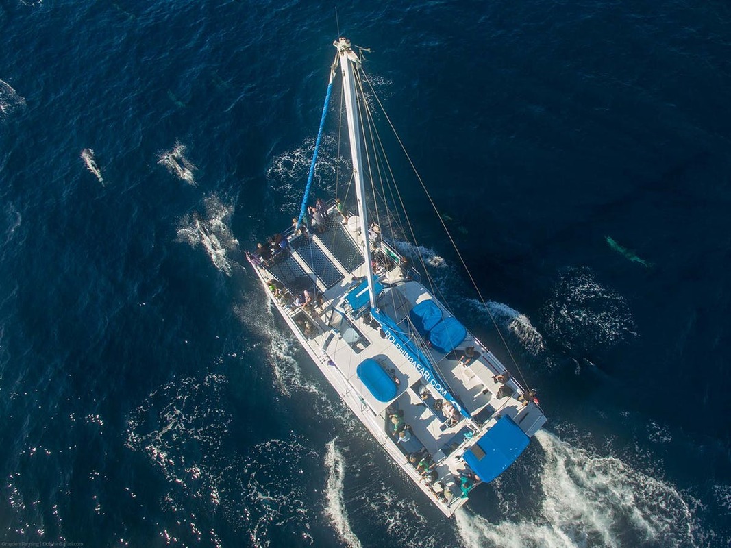 How Captain Dave's Dolphin Safari Uses CallTrackingMetrics to Refine Their Ad Spend and Empower Their Agents | CallTrackingMetrics Blog