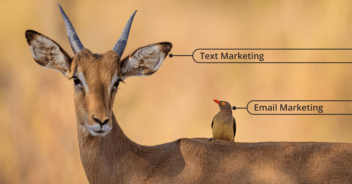 How To Use Email and Text Marketing In Your Marketing Campaigns