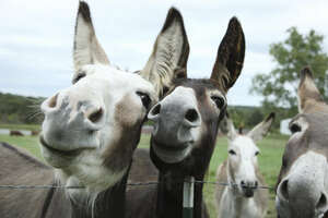 Are You Looking at the Wrong End of the Donkey? | Nimble Blog