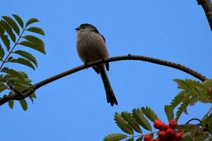 How to Find Long-Tail Keywords: 9 Ways to Discover Long-Tail Terms