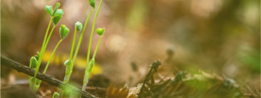 How to Harness Network Effect to Grow Your Product