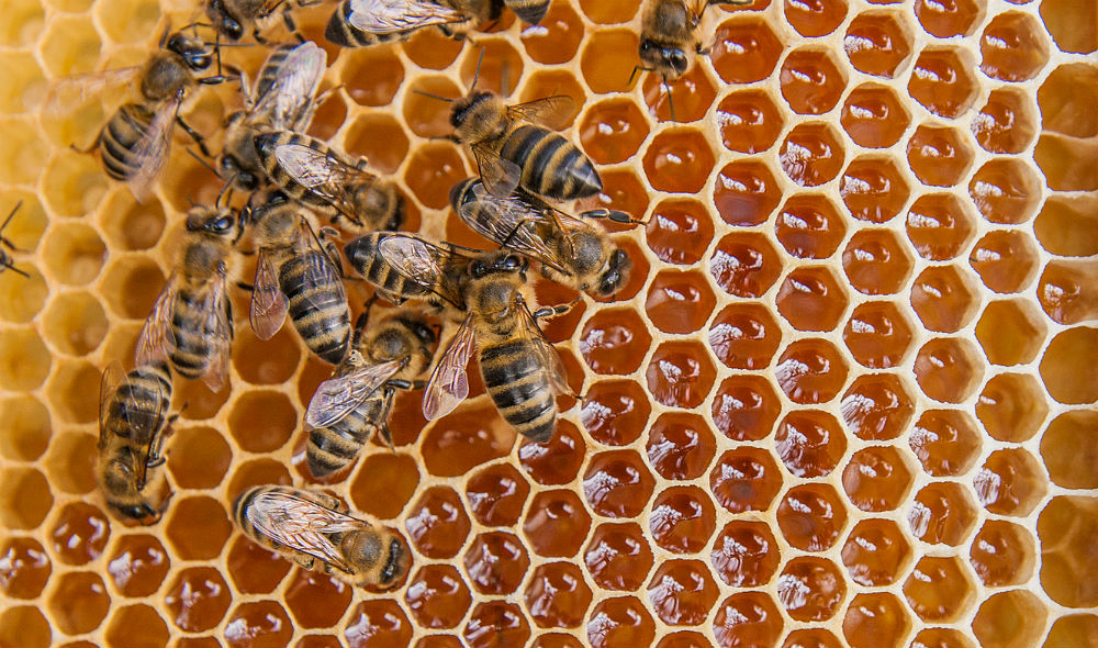 Keys to Winning Mega Deals: An Interview with Christopher Engman