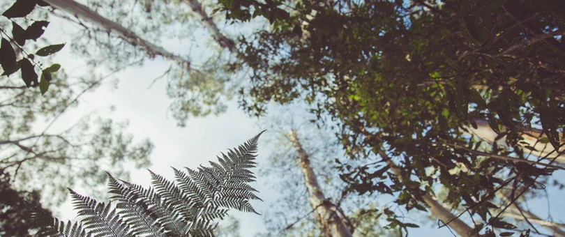 How This Tree-Planting Charity Is Helping Reforestation Efforts Around the World