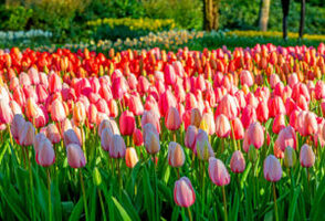 Social Media Meets Tulip Mania