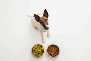 Skai Launches Pet Food Solution to Help Brands Capitalize on the Market Boom