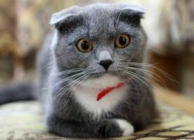 Google's Page Title Update Dropped Our CTR by Up to 37%! | [site:name]