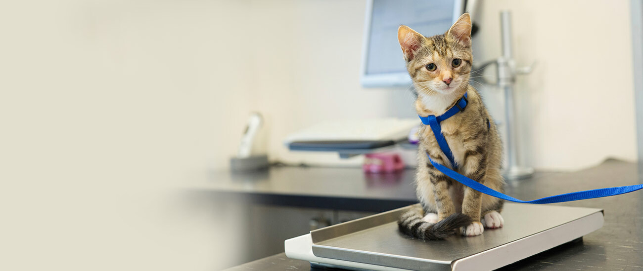 Customer Success | The Scale People, Inc.