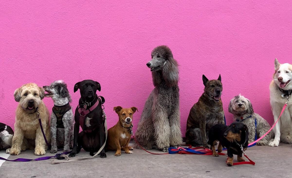 Heart + Paw uses Podium to reduce in-person interactions.