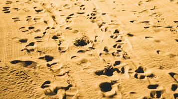 Usage tracking is crucial for WordPress theme developers. Here's how to do it.